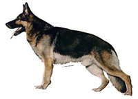 Schäferhund stående - klistremerker (2-12008-1500010023)