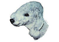 Bedlington terrier - klistremerker (2-13017)