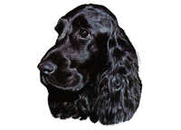 Cocker spaniel svart - klistremerker (2-12018)