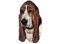 Basset Hound - klistremerker (2-12022-1500010037)