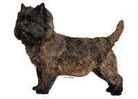 Cairnterrier stående - klistremerker (2-13024)