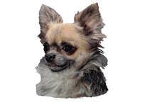  Chihuahua lys langhåret - klistremerker