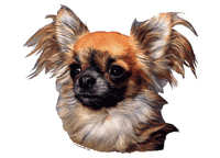 Chihuahua langhåret - klistremerker (2-12033-1500010048)