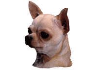  Chihuahua korthår - klistremerker