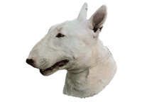  Bull terrier hvit - klistremerker