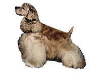 Amerikansk cocker spaniel lys - klistremerker (2-12037-1500010052)