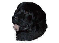  Newfoundlandshund svart - klistremerker