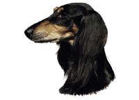 Saluki svart - tan - klistremerker (2-12040-1500010055)