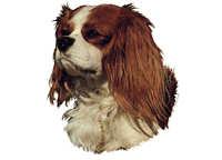  Cavalier king charles spaniel brun&hvit - klistremerker