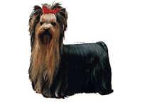  Yorkshire terrier stående - klistremerker