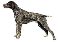  Vorstehhund korthår stående - klistremerker