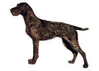  Vorstehhund strihåret stående - klistremerker