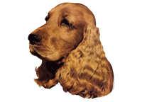 Cocker spaniel rød - klistremerker (2-12050-1500010065)