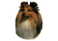 Shetland sheepdog - klistremerker Sheltie (2-12052-1500010067)