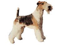 Fox terrier strihåret stående - klistremerker (2-13059)