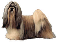 Shih tzu - klistremerker (2-12069-1500010084)