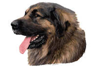  Leonberger - klistremerker