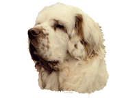  Clumber spaniel - klistremerker