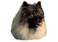 Keeshond - klistremerker (2-12082-1500010097)