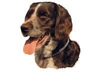  Münsterländer Kleiner - klistremerker