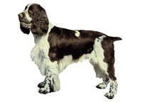  Engelsk springer spaniel - klistremerker