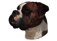  Boxer brun & hvit - klistremerker