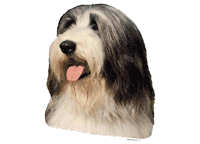 Bearded collie - klistremerker (2-12090)