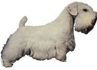 Sealyham terrier - klistremerker (2-12095-1500010109)