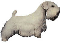 Sealyham terrier - klistremerker (2-12095)