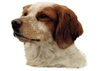  Breton - klistremerker