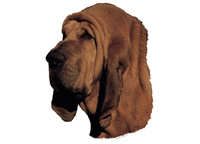 Blodhund - klistremerker (2-12098-1500010112)