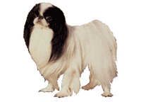 Japanese chin - klistremerker (2-13101)