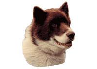  Grønlandshund - klistremerker