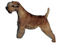 Lakeland terrier - klistremerker