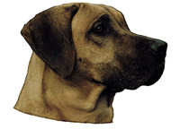  Rhodesian ridgeback - klistremerker