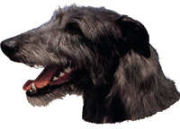  Skotsk hjorthund - klistremerker