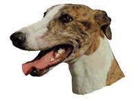  Greyhound brindle - klistremerker