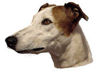 Greyhound tofarget - klistremerker (2-12123-1500010137)