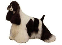 Amerikansk cocker spaniel svart/ hvit - klistremerker (2-13124)