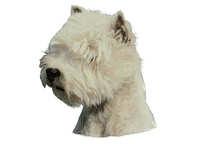 West highland white terrier hode Westie - klistremerker (2-12126-1500010140)