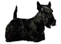 Skotsk terrier - klistremerker (2-12127-1500010141)