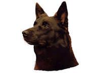  Australsk kelpie - klistremerker