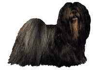 Lhasa Apso mørk - klistremerker