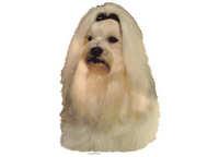  Malteser - klistremerker