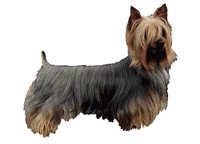 Silky terrier - klistremerker (2-12138-1500010152)