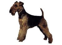 Welsh terrier - klistremerker (2-12140-1500010154)