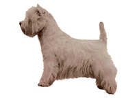 West highland white terrier - Westie klistremerker (2-12145-1500010159)