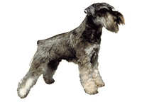  Dvergschnauzer stående - klistremerker