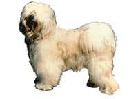  Tibetansk terrier lys stående - klistremerker