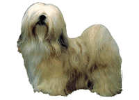  Lhasa Apso blond - klistremerker